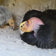 An adult condor and a chick.